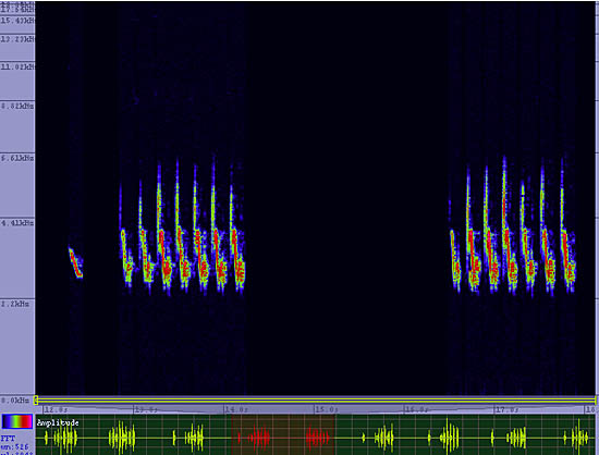 bird sonogram