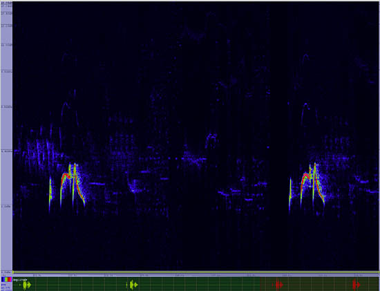 bird sonogram