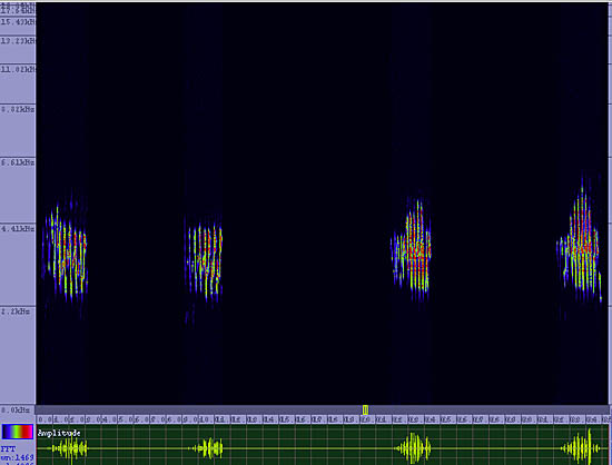 bird sonogram