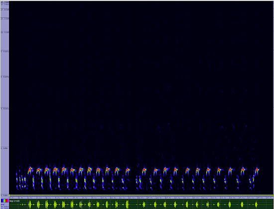 bird sonogram