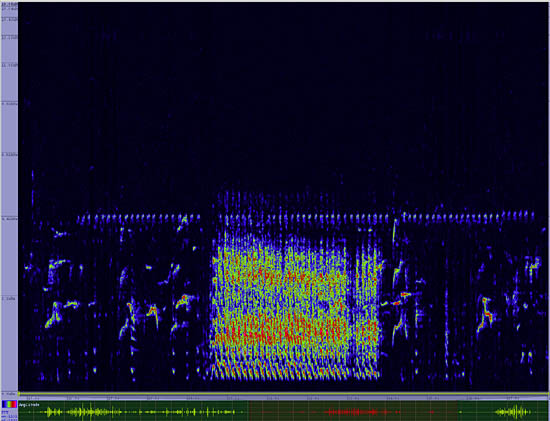 bird sonogram