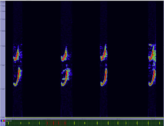 bird sonogram