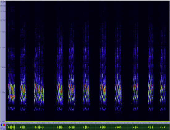 bird sonogram