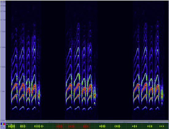 bird sonogram