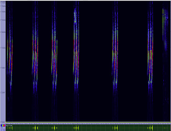 bird sonogram