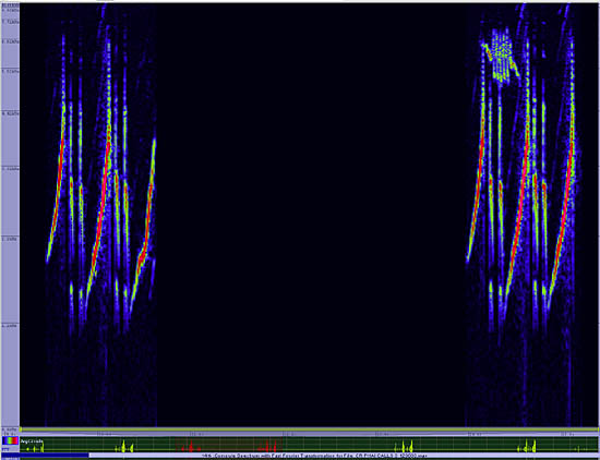 bird sonogram