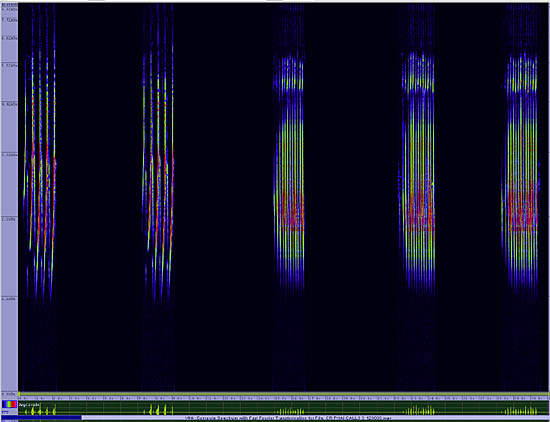 bird sonogram