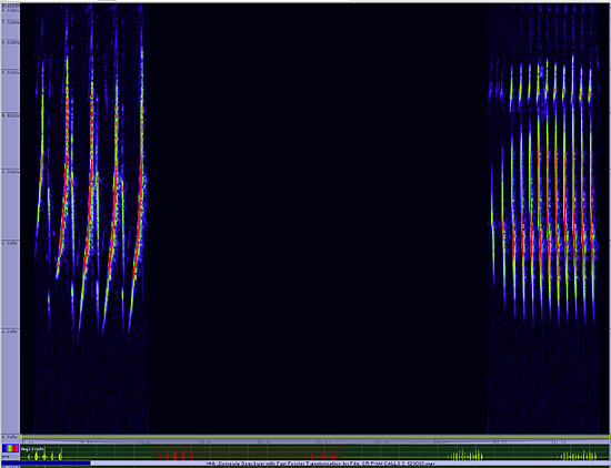 bird sonogram