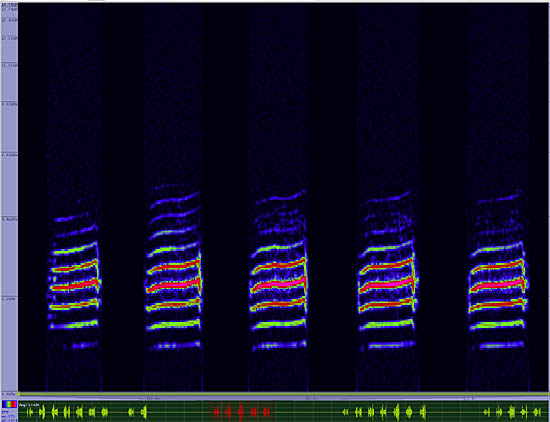 bird sonogram