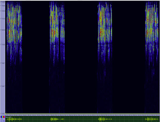 bird sonogram