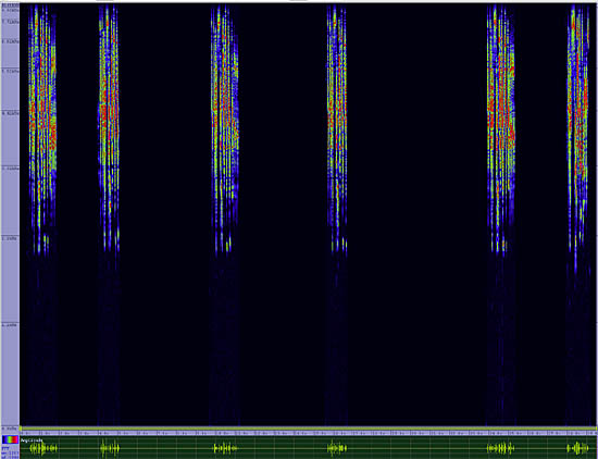 bird sonogram