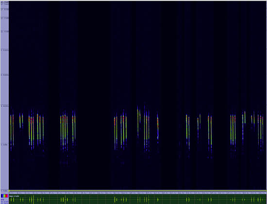 bird sonogram