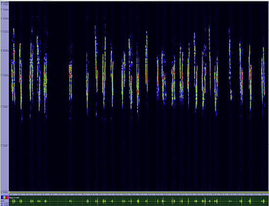 bird sonogram