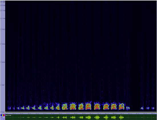 bird sonogram