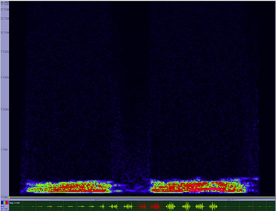 bird sonogram