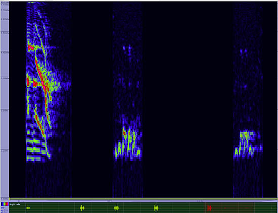 bird sonogram