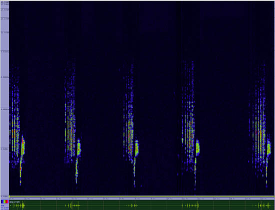 bird sonogram