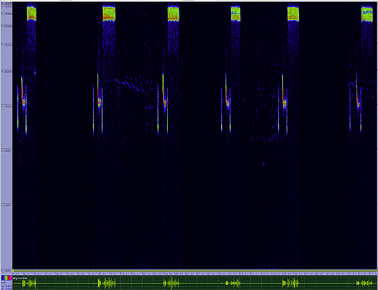 bird sonogram