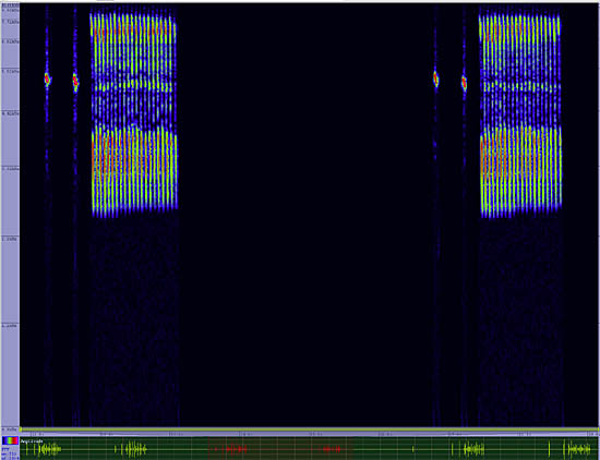 bird sonogram