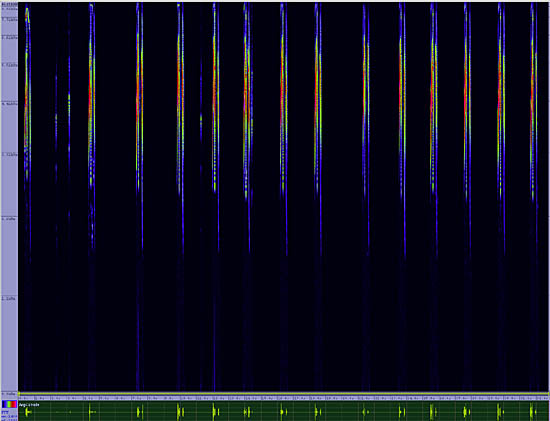 bird sonogram