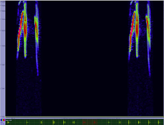 bird sonogram