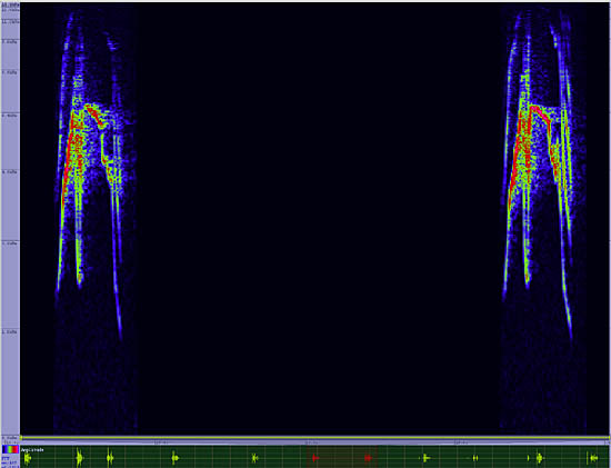 bird sonogram