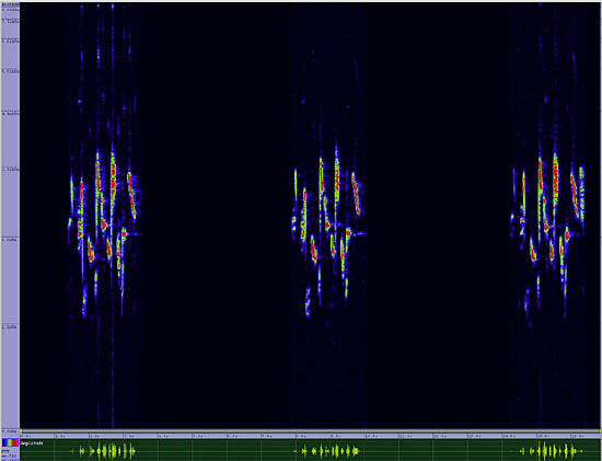 bird sonogram