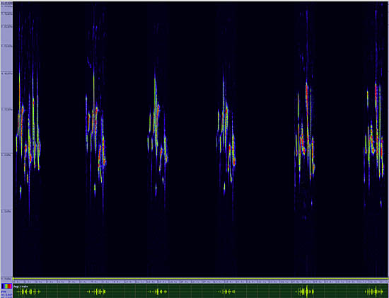 bird sonogram