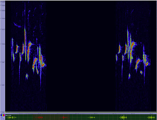 bird sonogram