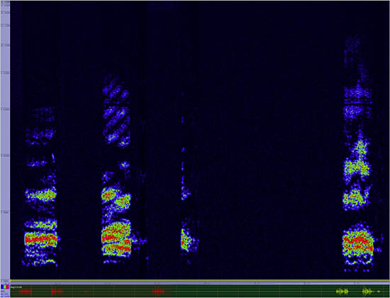 bird sonogram