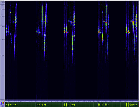 bird sonogram