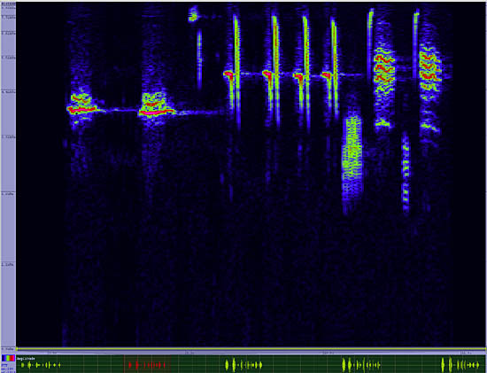 bird sonogram