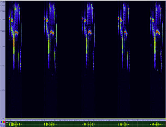 bird sonogram