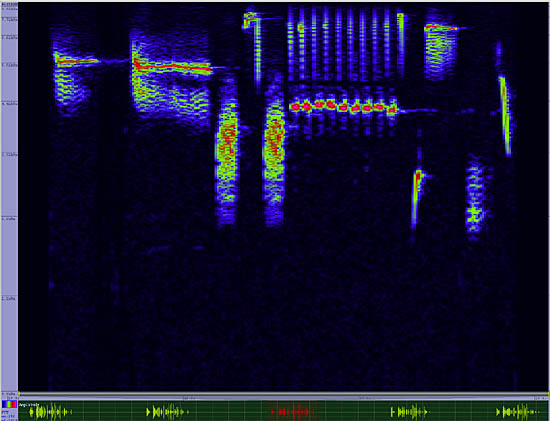 bird sonogram