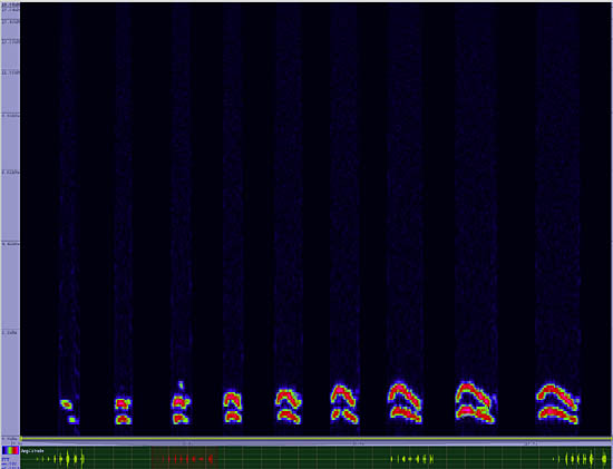 bird sonogram