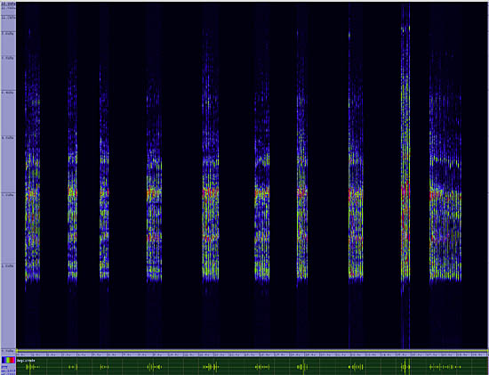 bird sonogram