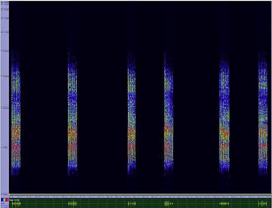 bird sonogram