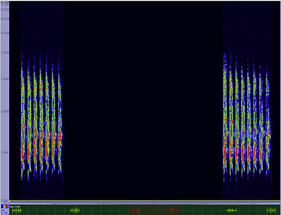 bird sonogram