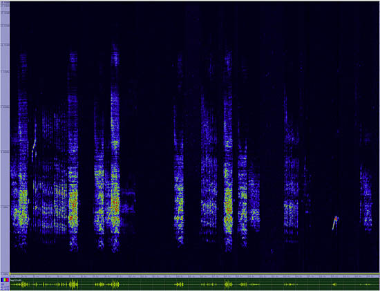 bird sonogram