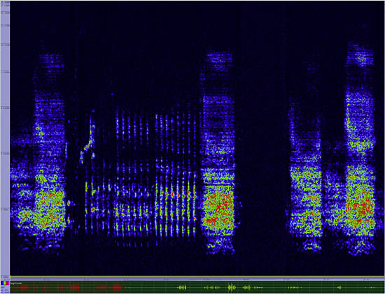 bird sonogram