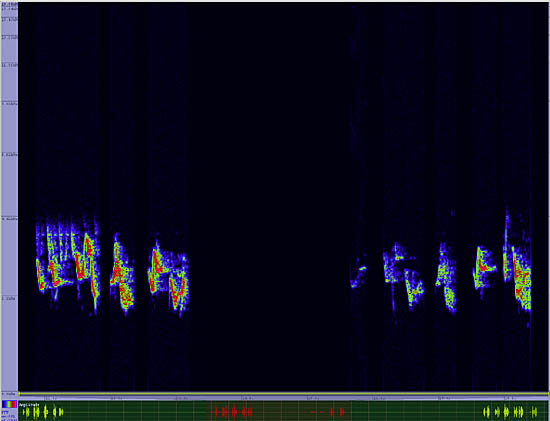 bird sonogram