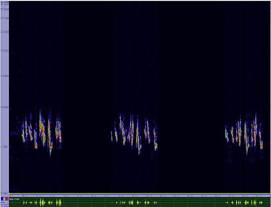 bird sonogram