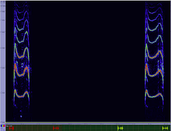 bird sonogram