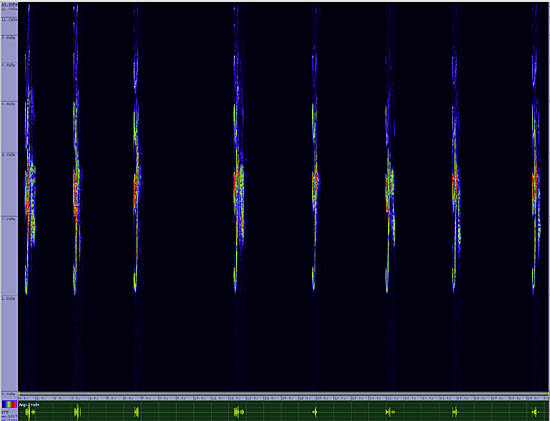 bird sonogram