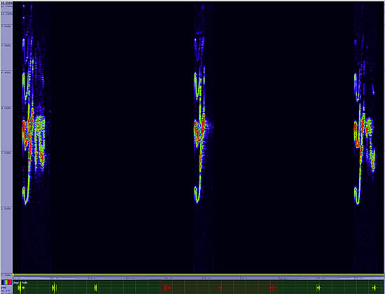 bird sonogram