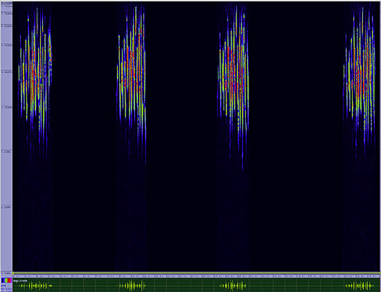 bird sonogram