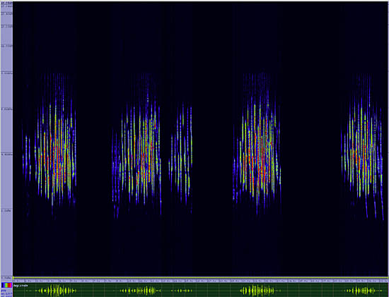 bird sonogram