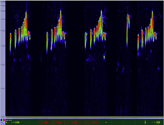 bird sonogram