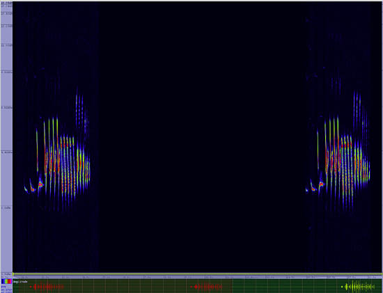 bird sonogram