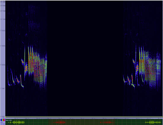 bird sonogram